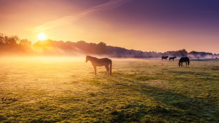 horses in field pasture sunlight grazing 1296x728 header 1024x575 1